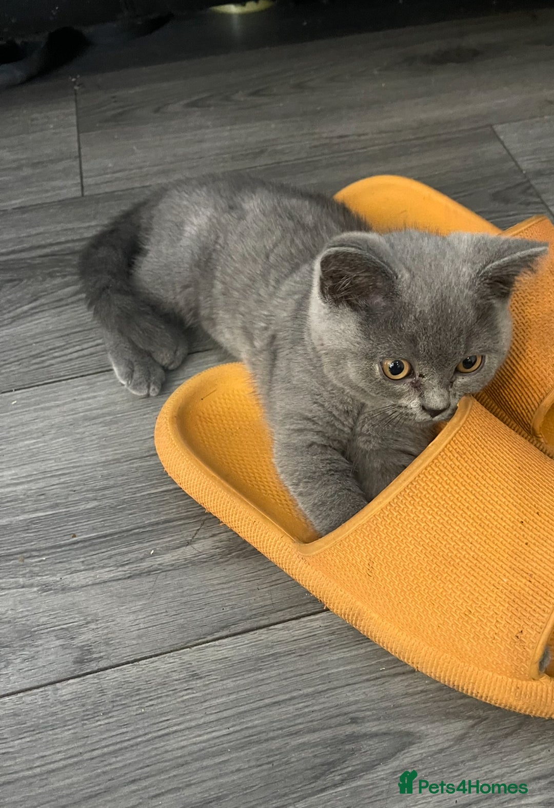 British Shorthair cats for sale: 🐾 Meet Leia- Female British Shorthair 🐾  - Advert 6