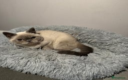 British Shorthair cats for sale: Male British shorthair for sale!  - Image 2