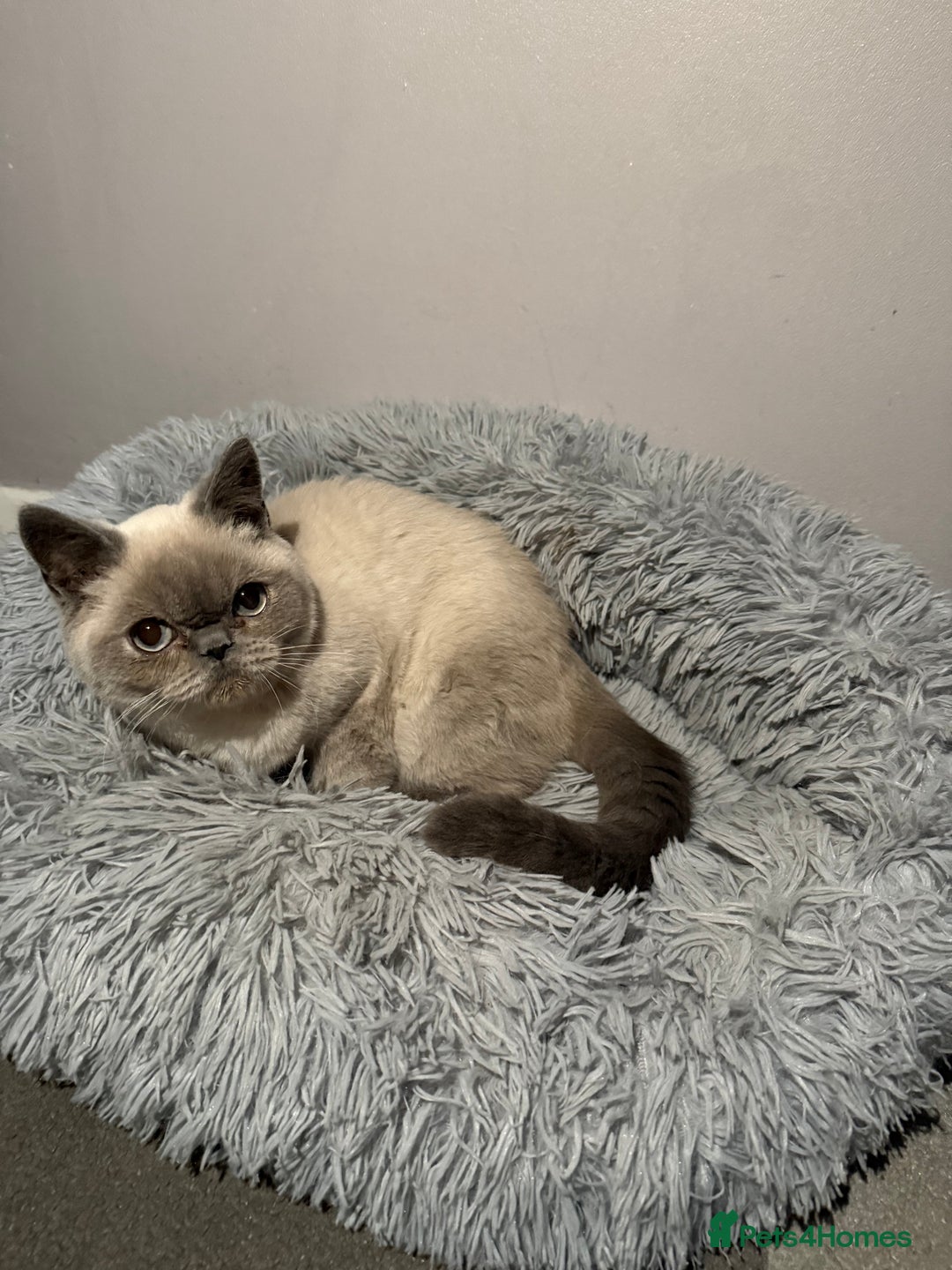 British Shorthair cats for sale: Male British shorthair for sale!  - Image 2
