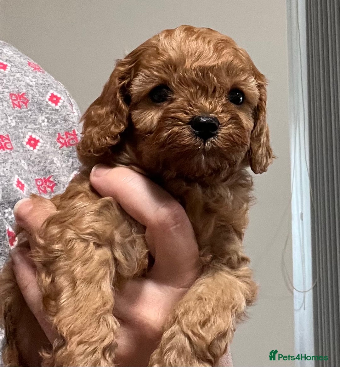 Cavapoo dogs for sale: Cavapoo crossed cavapoo f2 toy puppies - Image 8