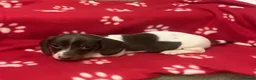 Miniature Dachshund dogs for sale: Piebald miniature dachshund pups ready now! - Advert 5