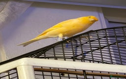 Canaries birds for sale: Yellow/Orange canary - Image 2