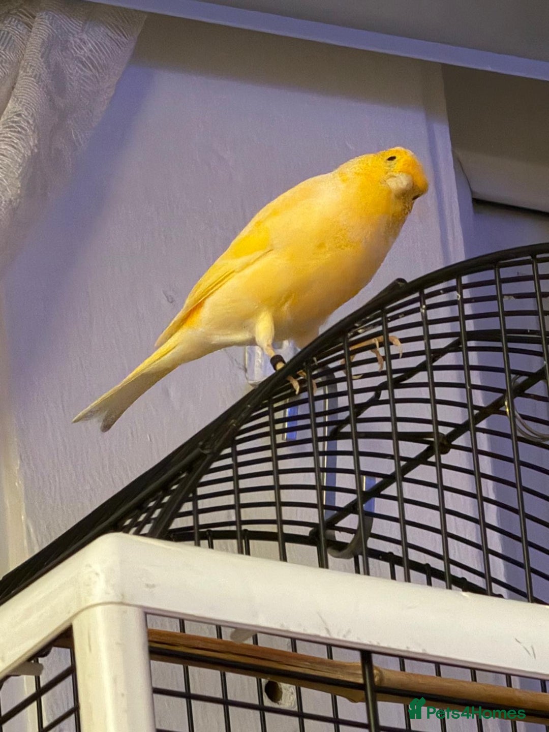 Canaries birds for sale: Yellow/Orange canary - Image 2