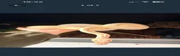 Python Snake reptiles for sale: ball python + full setup  - Advert 3