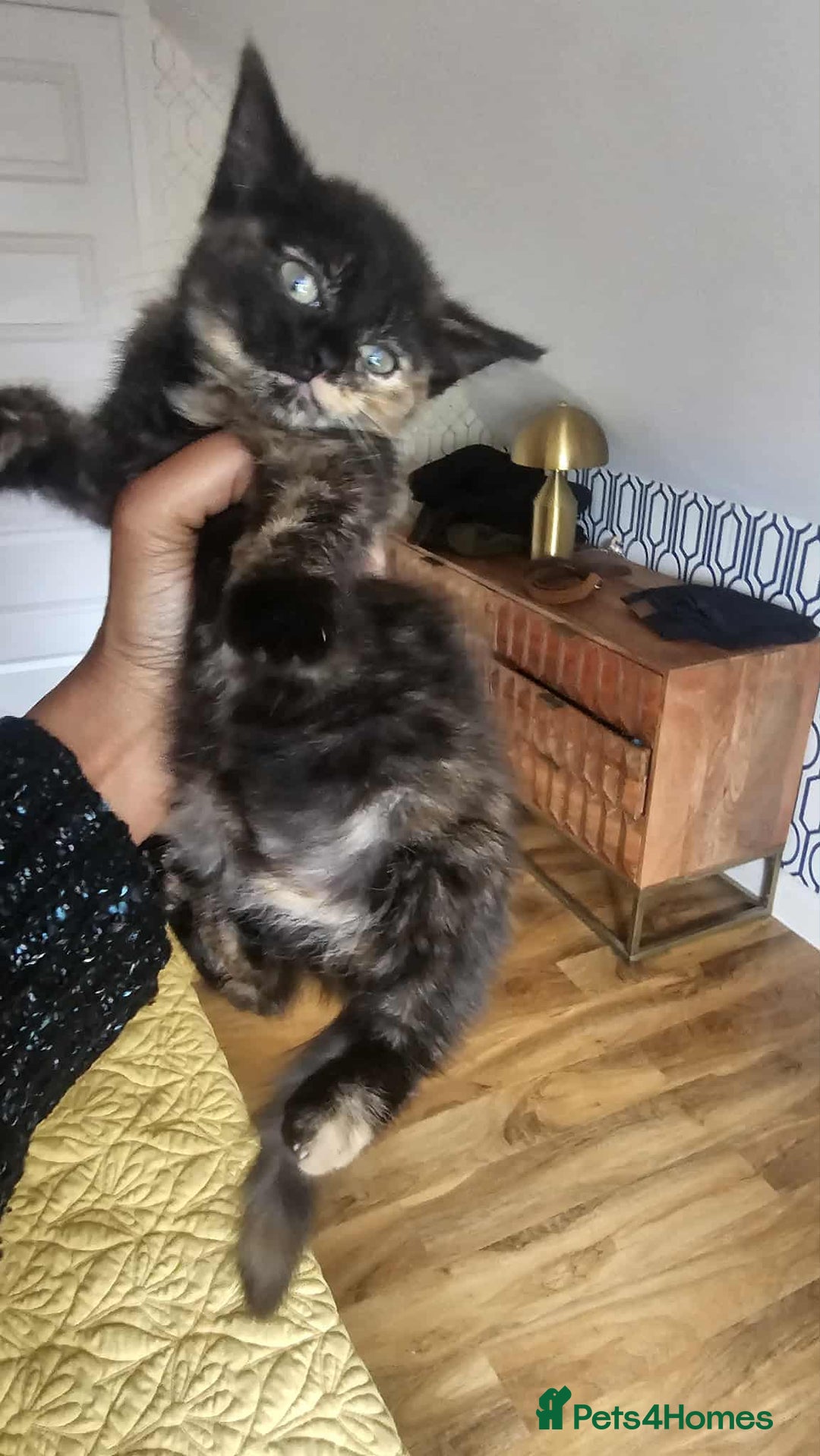 British Shorthair cats for sale: PURE BSH KITTENS READY NOW! - Image 14