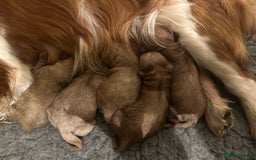 Cavapoo dogs for sale: 🐶 Beautiful Red Cavapoo Puppies – Ready November  - Image 8