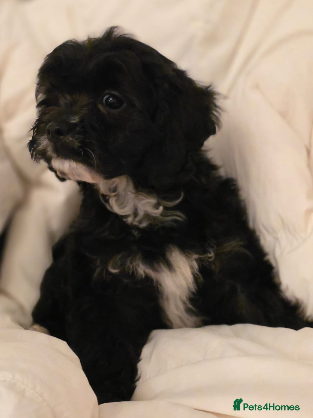 Cavapoo dogs for sale: TOY CAVAPOO BOY - Advert 3