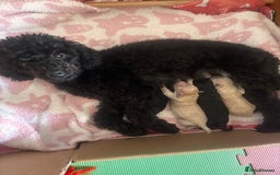 Toy Poodle dogs for sale: TOY POODLE PUPPIES 2 GIRLS 1 BOY LEFT - Image 11