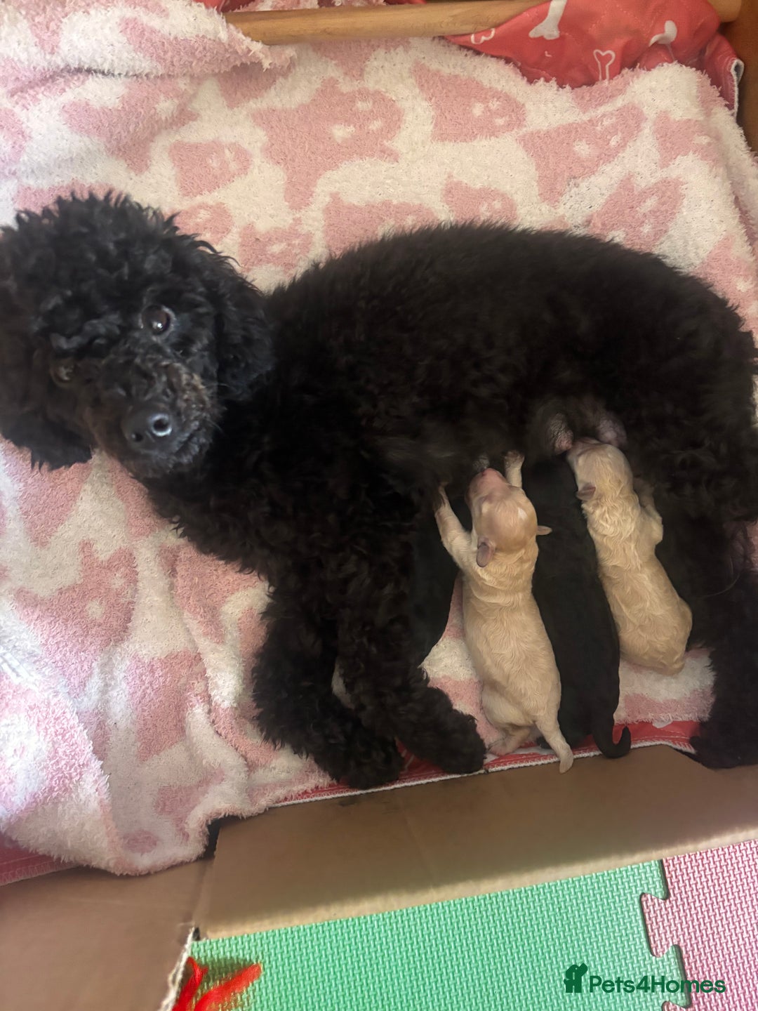Toy Poodle dogs for sale: TOY POODLE PUPPIES 2 GIRLS 1 BOY LEFT - Image 11