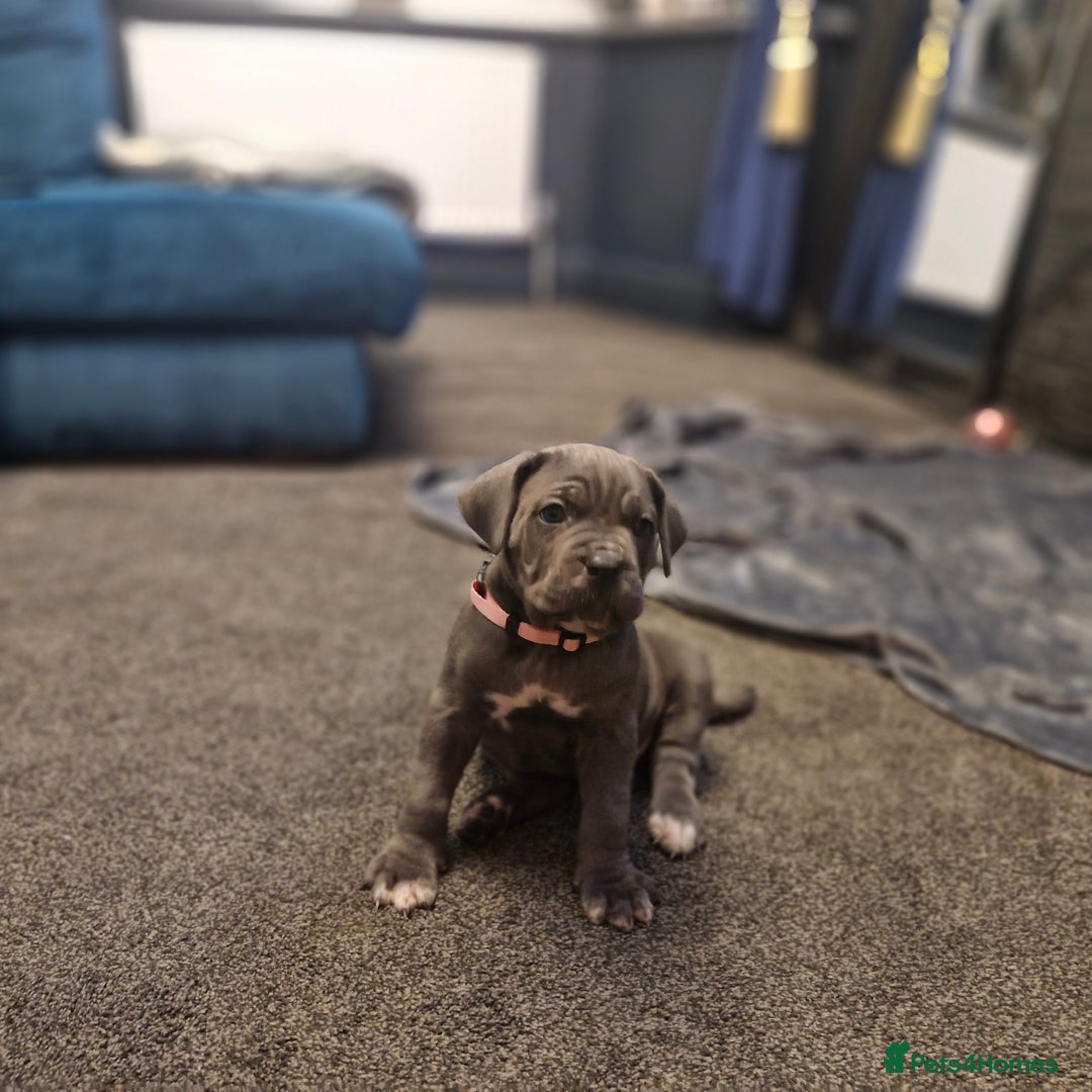 Cane Corso dogs for sale: EXCEPTIONAL PEDIGREE CANE CORSO PUPPIES - Advert 22
