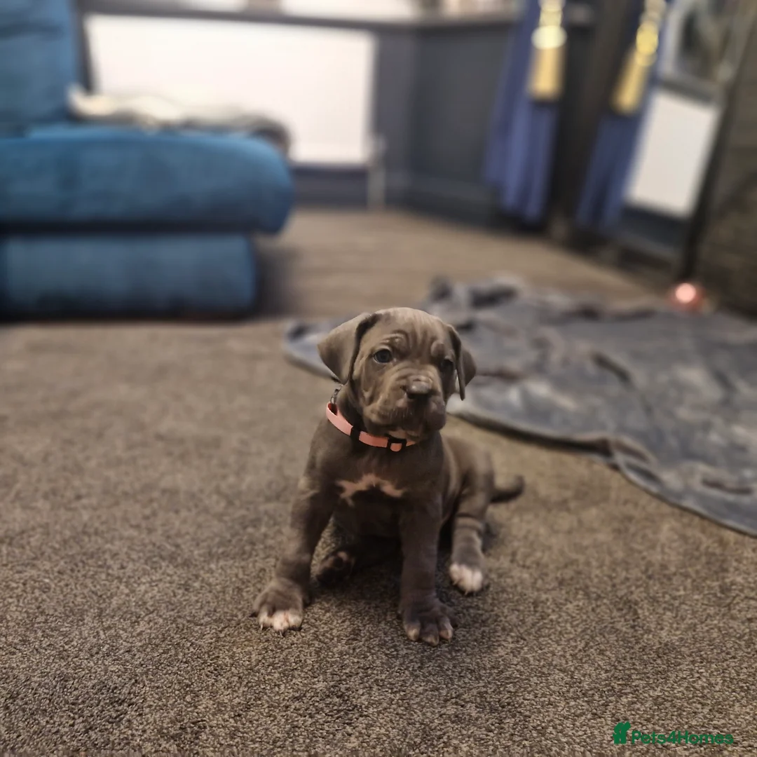 Cane Corso dogs for sale: EXCEPTIONAL PEDIGREE!! ONE BLUE GIRL AVAILABLE!! - Advert 13
