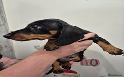 Miniature Dachshund dogs for sale: Miniature dashound in Y Felinheli - Image 7