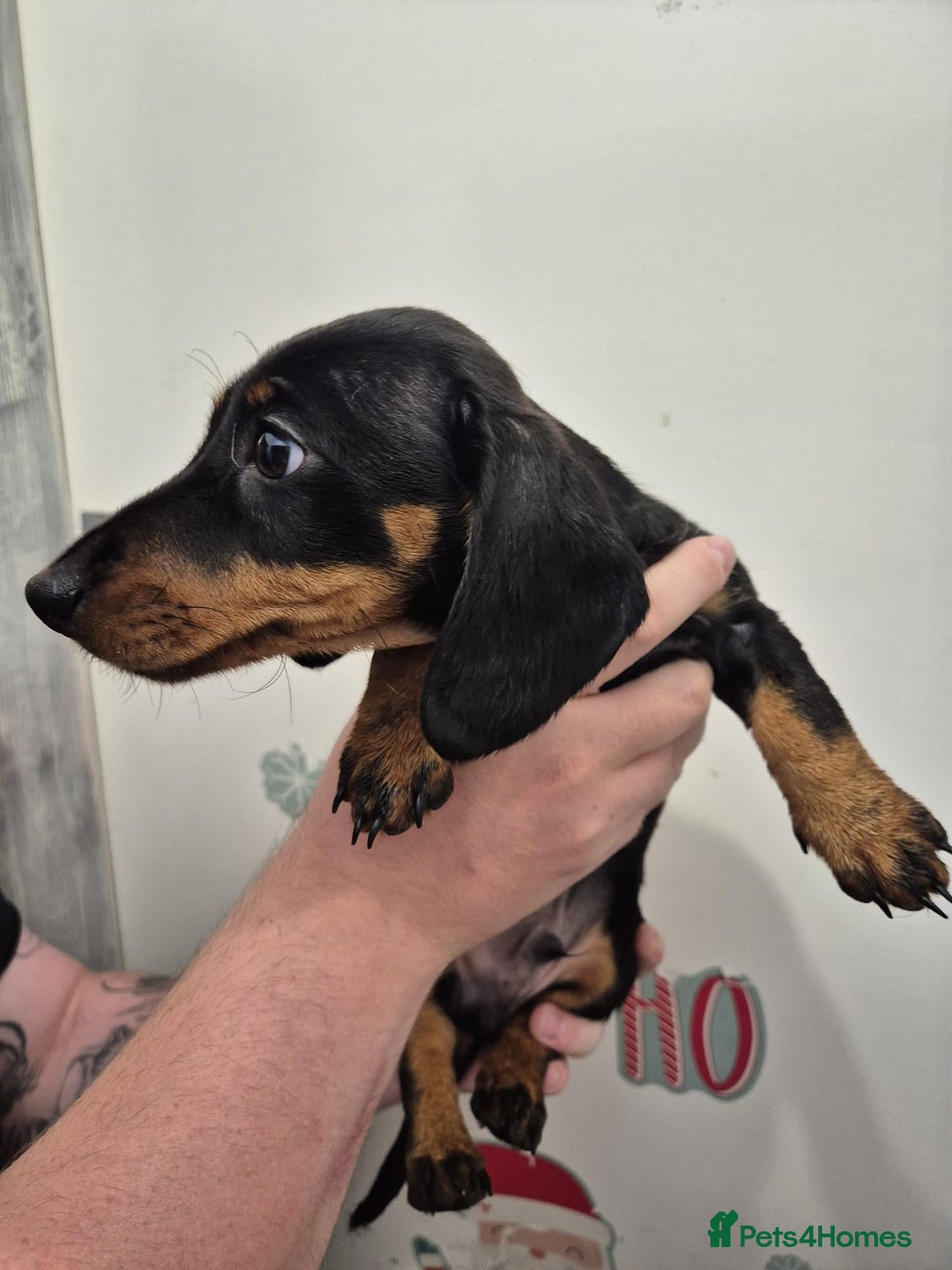Miniature Dachshund dogs for sale: Miniature dashound in Y Felinheli - Image 7