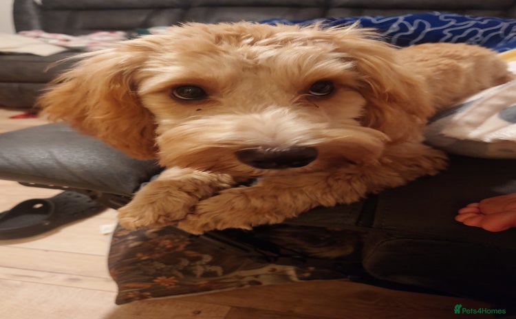 Cockapoo dogs Boy cockapoo  - Advert 1