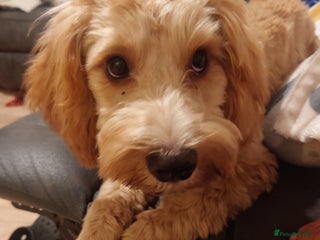 Cockapoo dogs Boy cockapoo - Advert 7