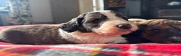 Bernedoodle dogs for sale: Outstanding Bernedoodle F1bs - Advert 34