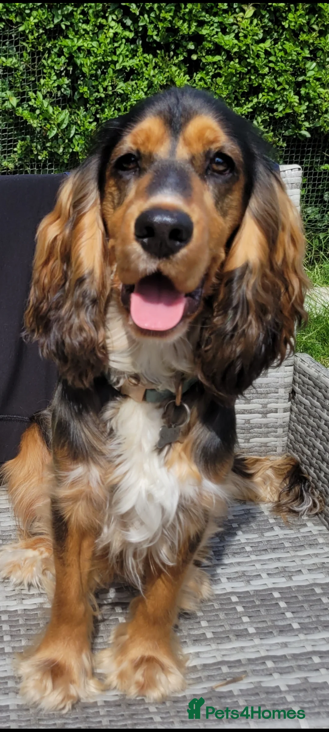 Cocker Spaniel dogs for stud: Black Sable Show Type Cocker Spaniel for Stud in Manchester - Advert 4