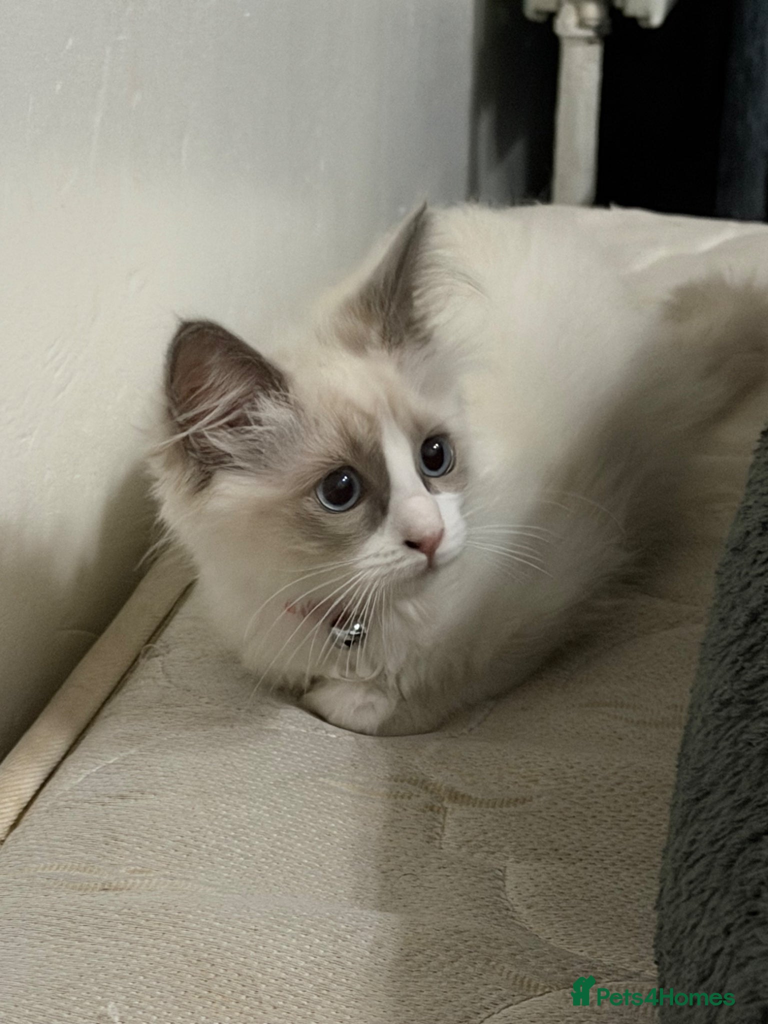 Ragdoll cats RAGDOLL BICOLOUR FEMALE KITTEN *AVAILABLE* - Advert 1