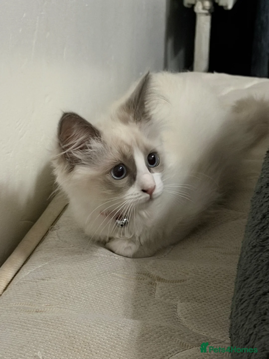 Ragdoll cats for sale: RAGDOLL BICOLOUR FEMALE KITTEN *AVAILABLE* - Advert 1