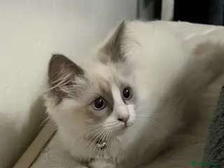 Ragdoll cats RAGDOLL BICOLOUR FEMALE KITTEN *AVAILABLE* - Advert 1