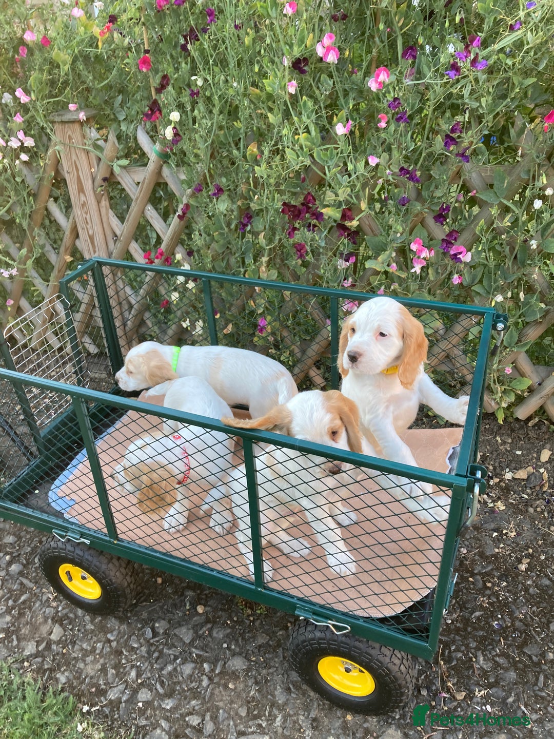 Cocker Spaniel dogs for sale: Cocker Spaniels, working type, KC reg, DNA clear - Image 11