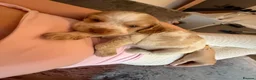 Mixed Breed dogs for sale: F1BB ENGLISH SHOW TYPE COCKERPOOS in Waterlooville - Advert 23