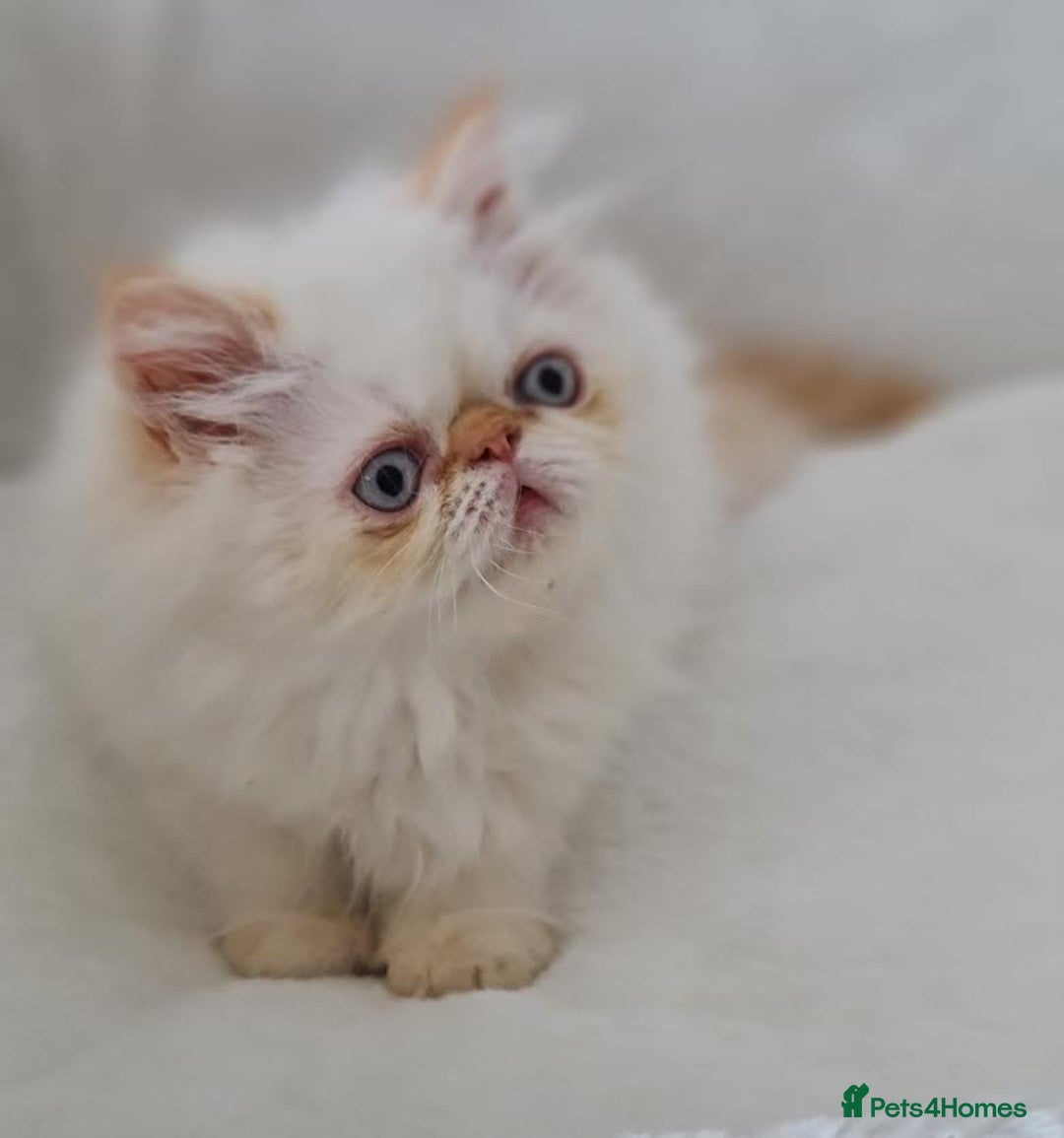 Persian cats for sale: Persian Kittens Looking For New Home - Image 25