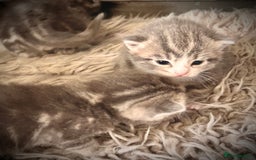 British Longhair cats for sale: British blue cross ragdoll kittens - Image 5