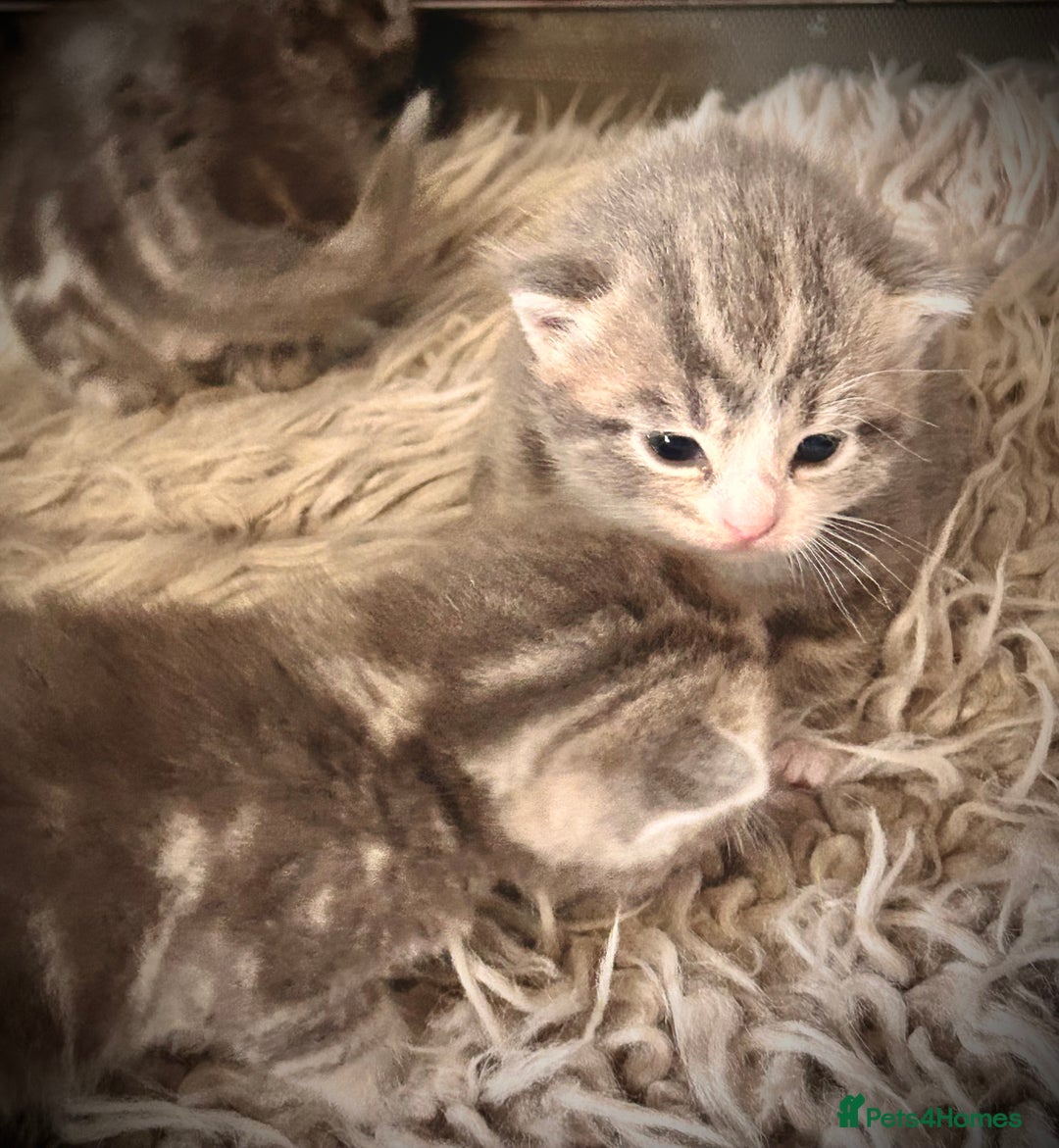 British Longhair cats for sale: British blue cross ragdoll kittens - Image 5