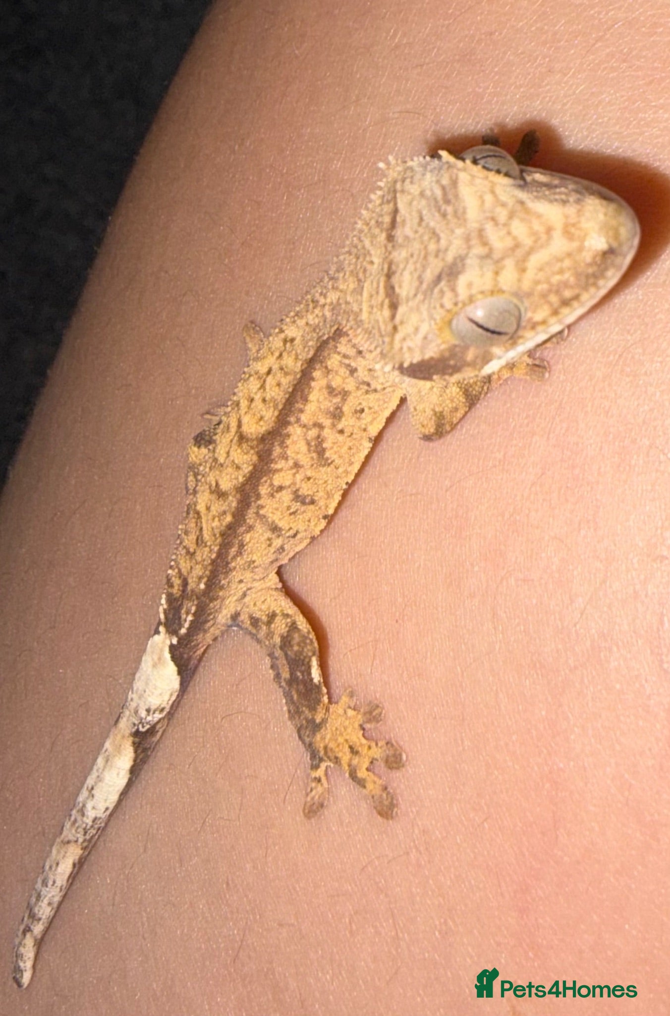 Gecko reptiles Crested Gecko Baby - Advert 14