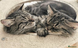 Mixed Breed cats for sale: Persian Cross British Short Hair, Two Boys - Image 8