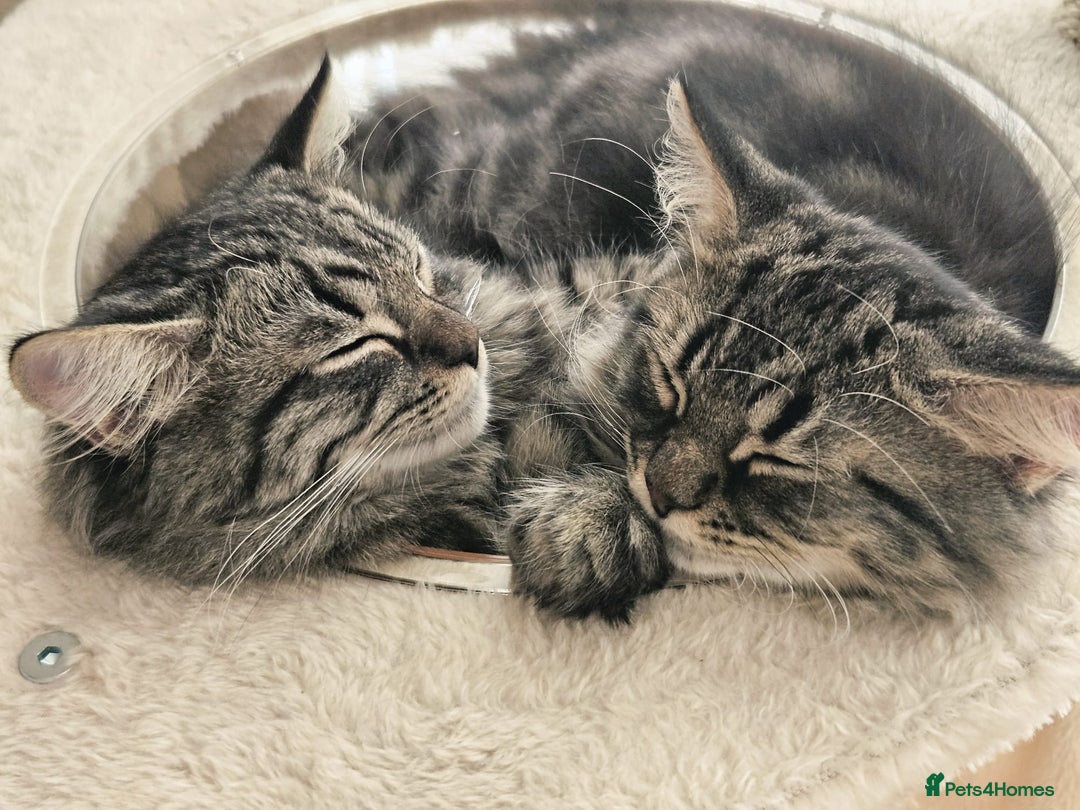 Mixed Breed cats for sale: Persian Cross British Short Hair, Two Boys - Image 8