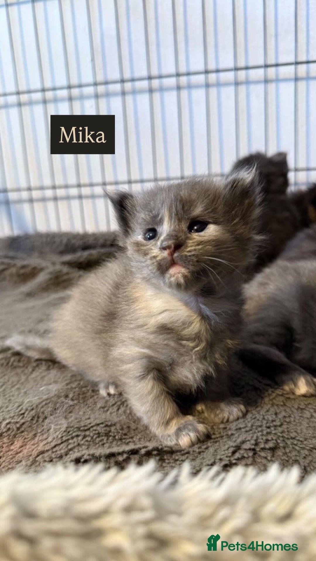 Maine Coon cats for sale: Adorable Maine coon kittens for sale  - Advert 1