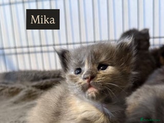 Maine Coon cats Adorable Maine coon kittens for sale - Advert 1