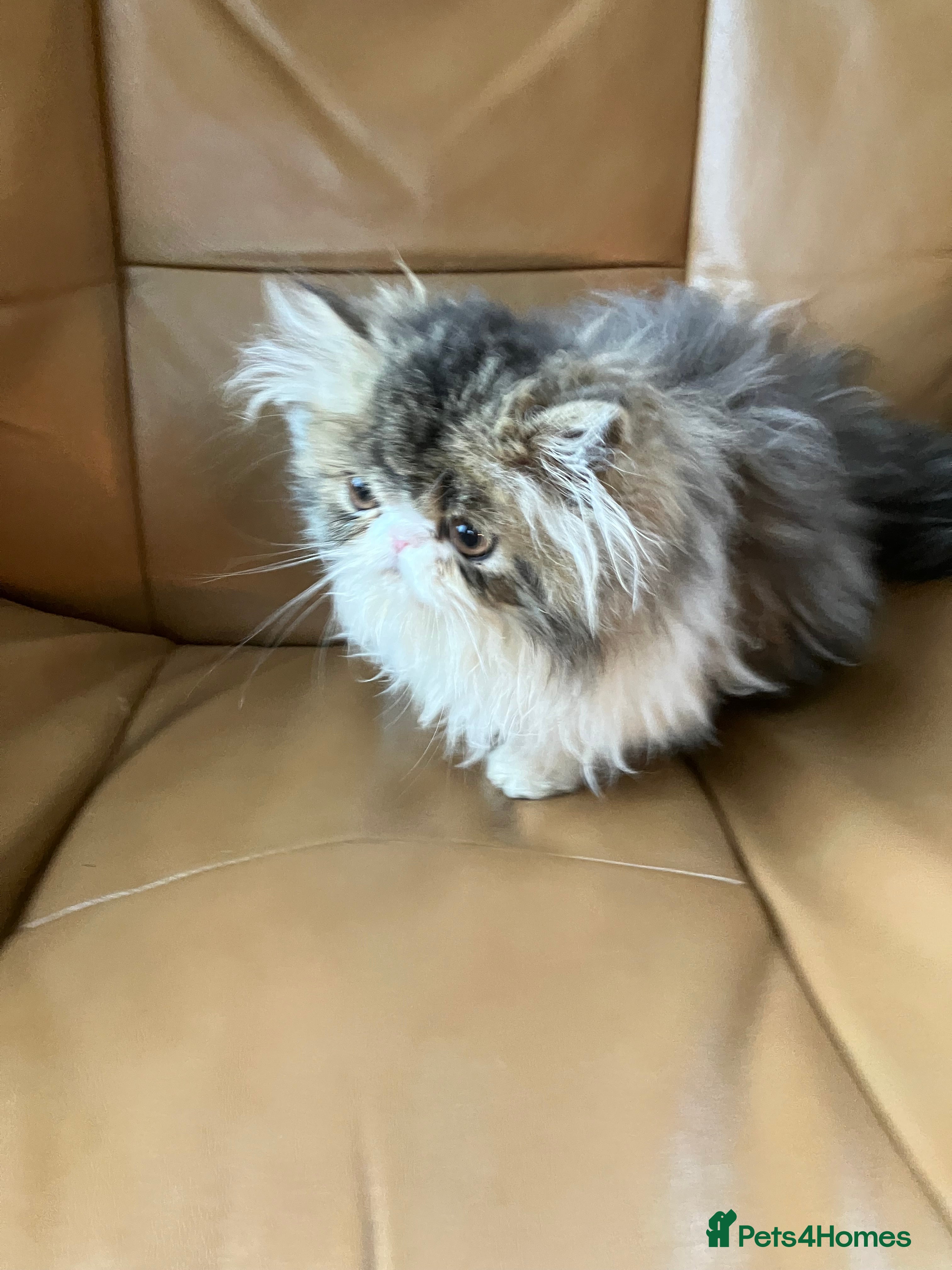 Persian cats GCCF registered Pure Persian Kittens  - Advert 18