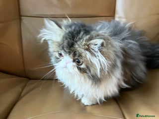 Persian cats GCCF registered Pure Persian Kittens - Advert 3
