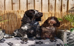 Cocker Spaniel dogs for sale: English Cocker Spaniel puppy KC REG  - Image 7