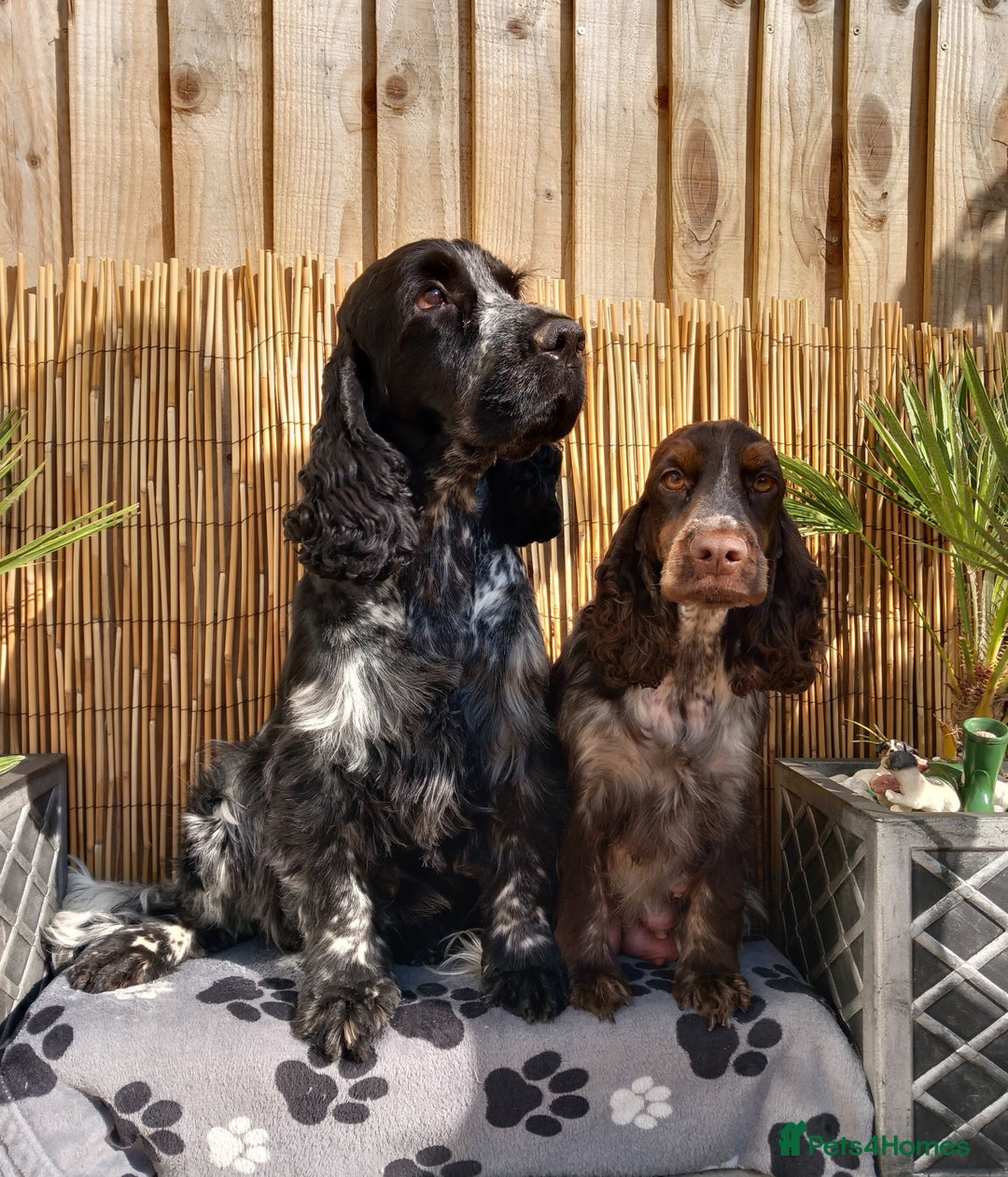 Cocker Spaniel dogs for sale: English Cocker Spaniel puppy KC REG  - Image 7