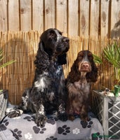 Cocker Spaniel dogs English Cocker Spaniel puppy KC REG - Advert 15