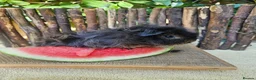 Guinea Pig rodents for sale: Gorgeous Tan coloured pet boar/boy - Advert 5