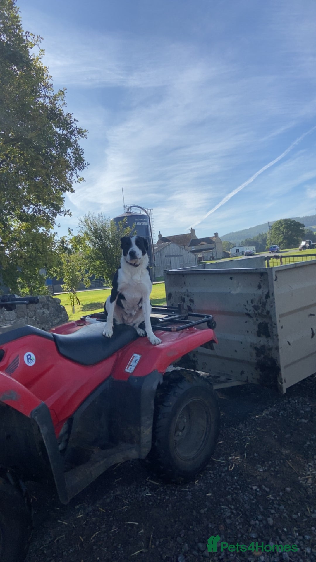 Mixed Breed dogs for sale: Collie x Huntaway pups - Advert 12