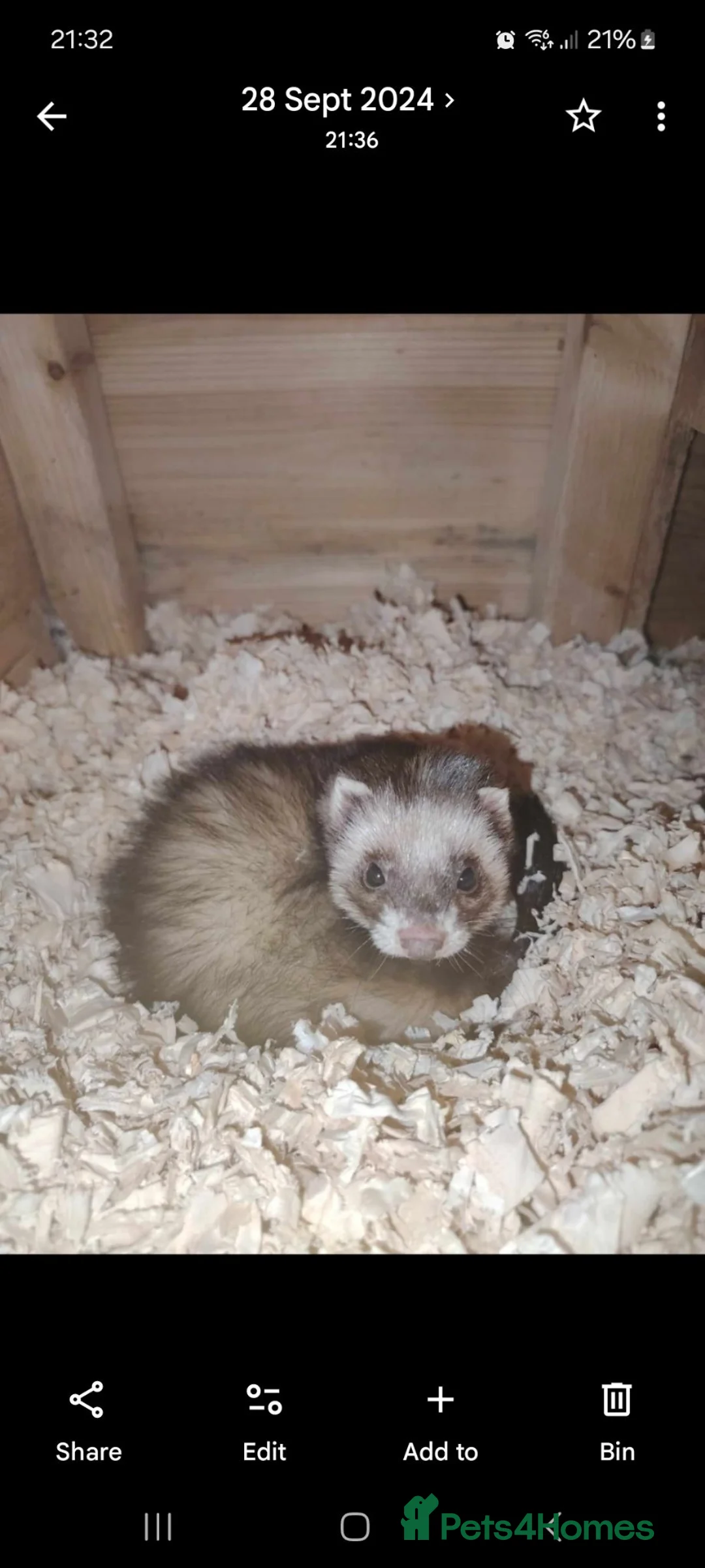 Ferret rodents for sale: EU Polecat cross ferret kits - Advert 3
