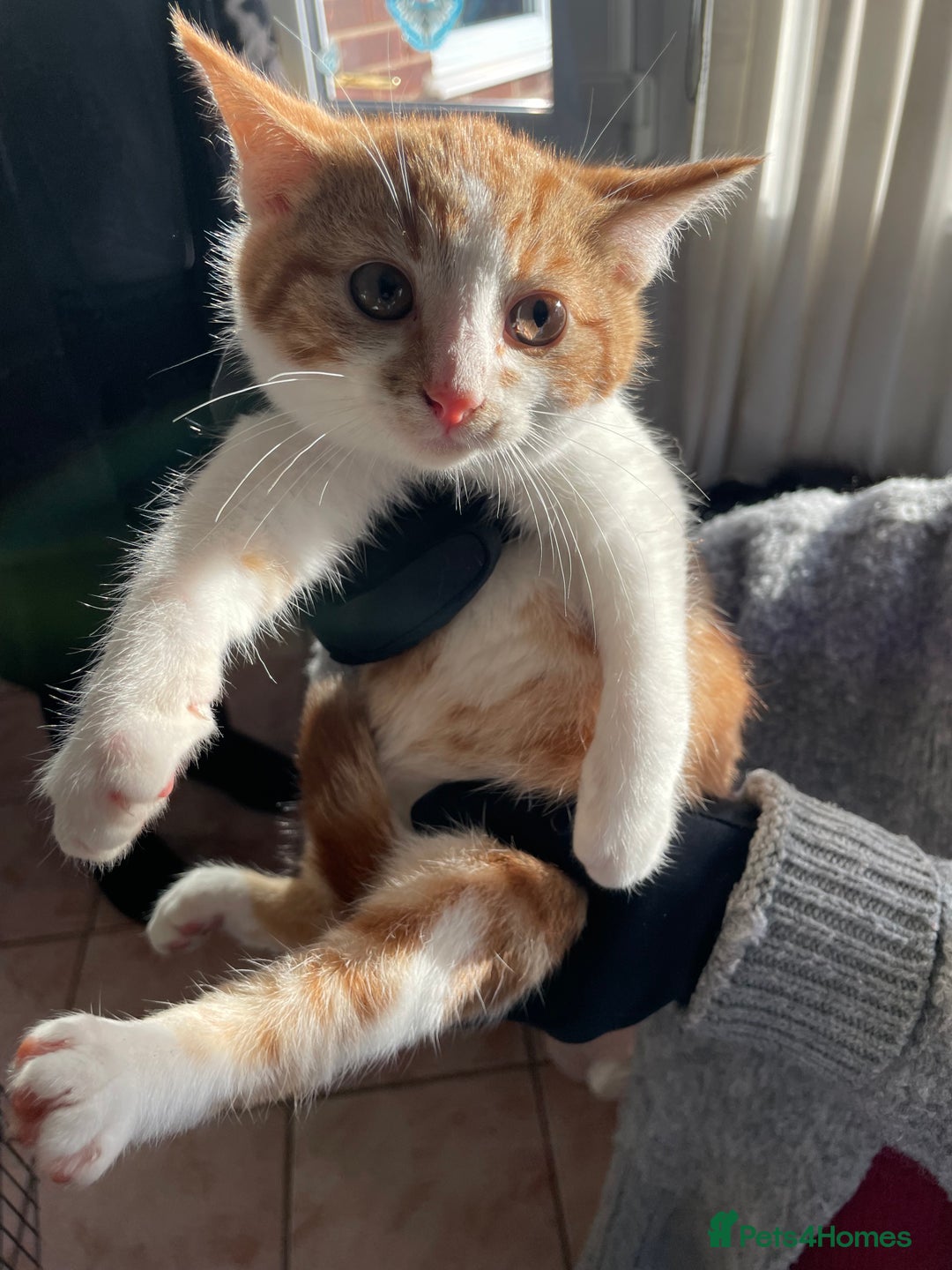 Mixed Breed cats for sale: Mixed rescue kittens  - Advert 6