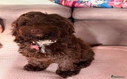 Cockapoo dogs for sale: Stunning female chocolate Cockapoo - Image 1
