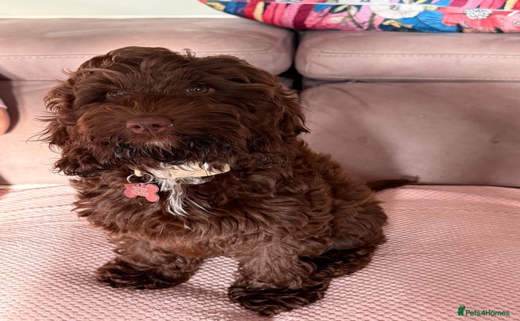 Cockapoo dogs - Advert 1