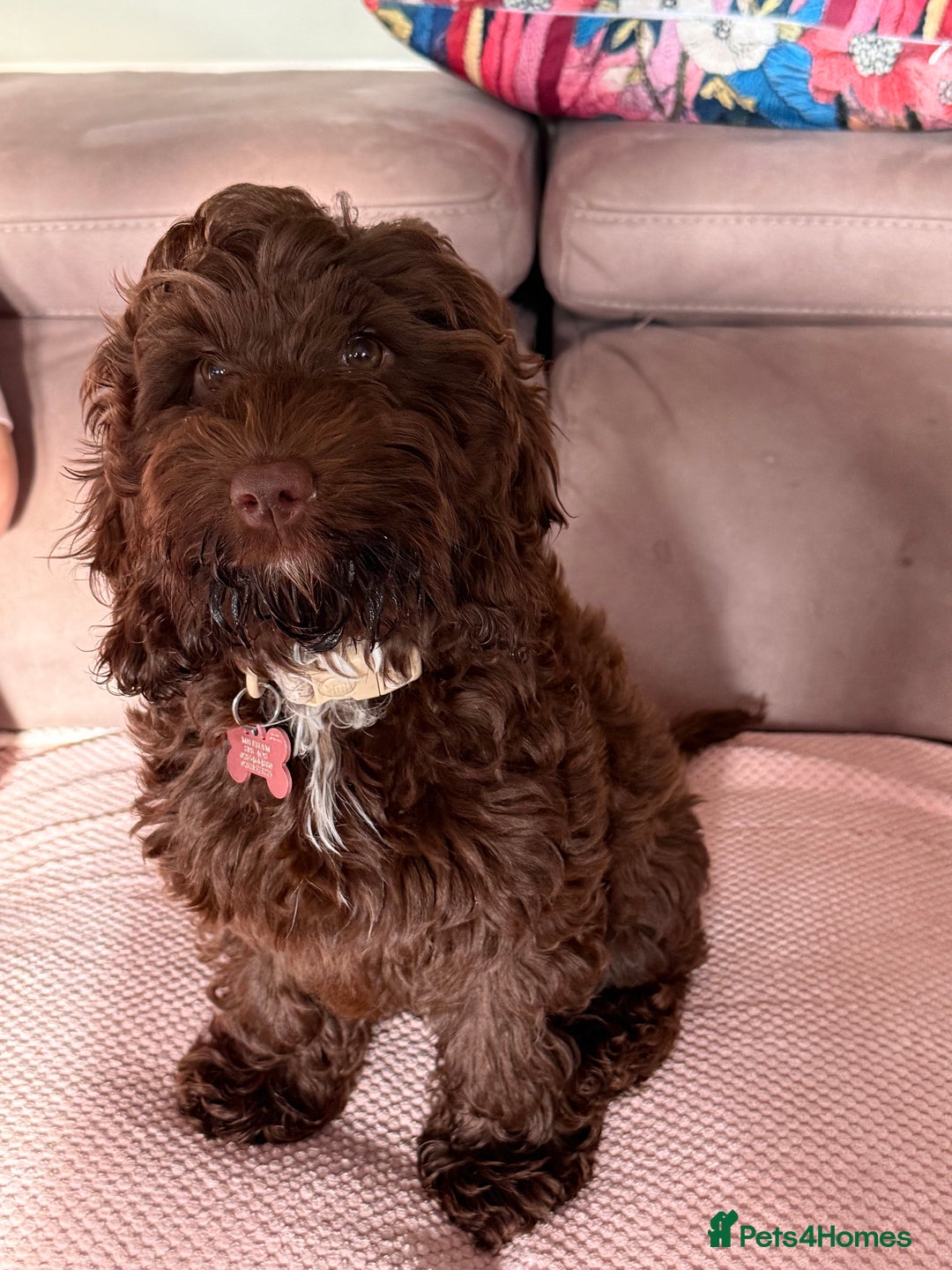 Cockapoo dogs for sale: Stunning female chocolate Cockapoo - Image 1
