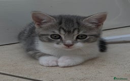 British Shorthair cats for sale: 3 British shorthair x tabby  - Image 1