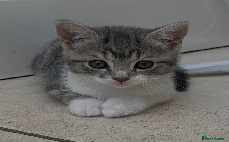 British Shorthair cats - Advert 16