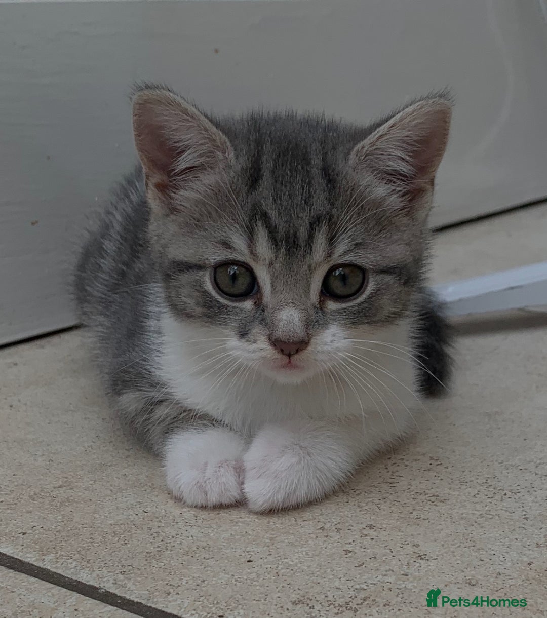 British Shorthair cats for sale: 3 British shorthair x tabby  - Image 1