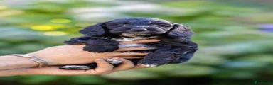Cockapoo 1